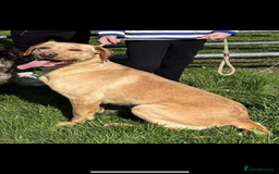 Labrador Retriever dogs for sale: Gorgeous lab pups for new homes💙🩷 - Image 2