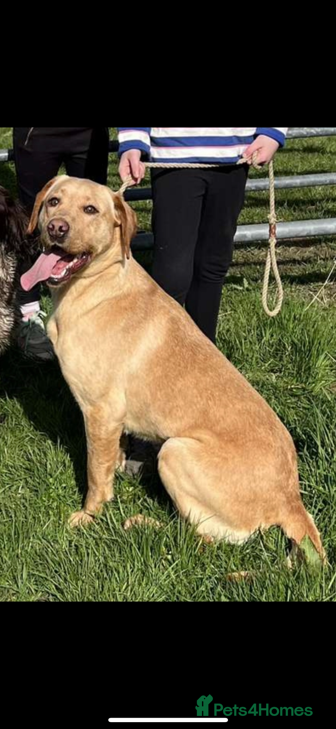 Labrador Retriever dogs for sale: Gorgeous lab pups for new homes💙🩷 - Image 2