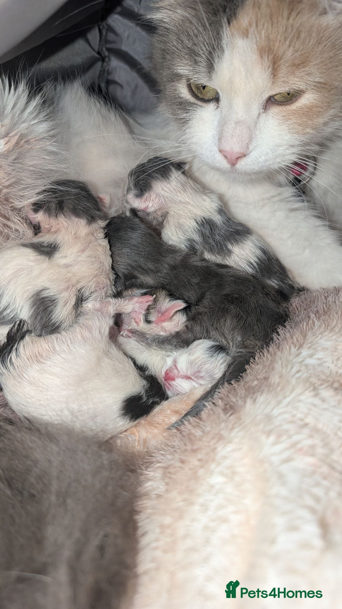 Maine Coon cats 4 beautiful fluffy Maine coons available 🥰😻 - Advert 6