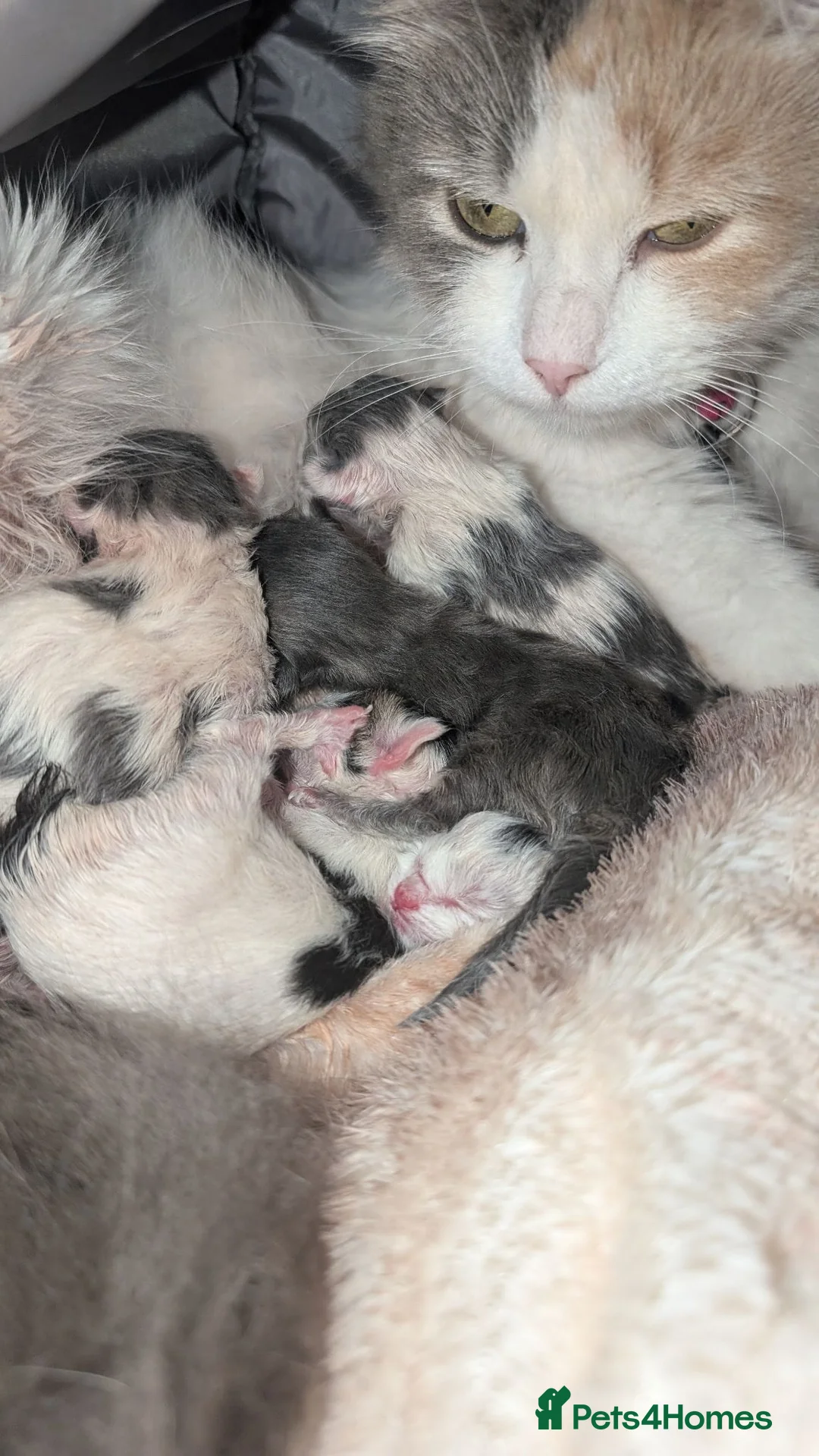 Maine Coon cats for sale: 4 beautiful fluffy Maine coons available 🥰😻 in Bury - Advert 1