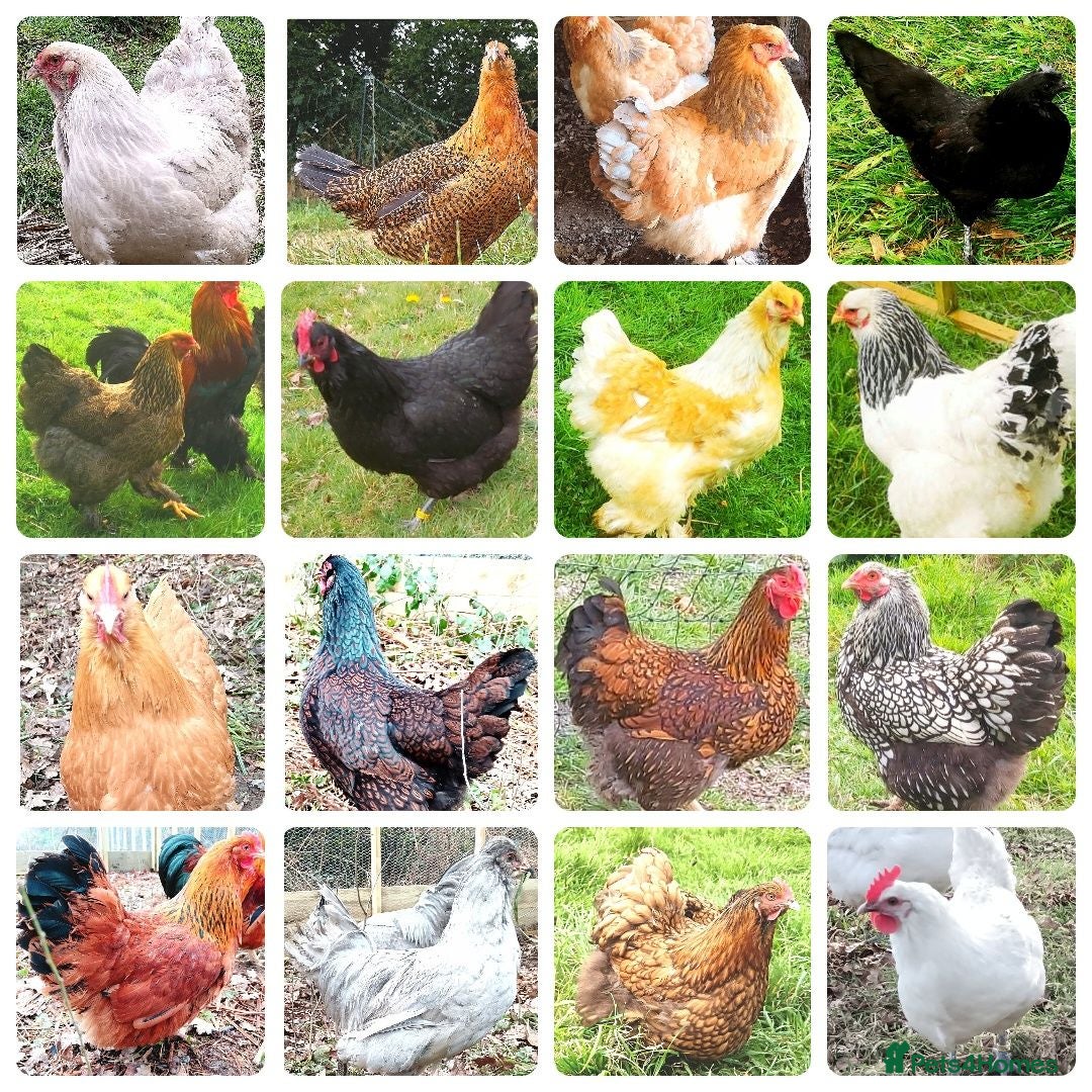 Chickens poultry POL Chickens stunning Purebreeds for sale - Advert 1