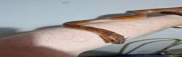 Corn Snake reptiles for sale: Corn snake for sale in Skelmersdale - Advert 6