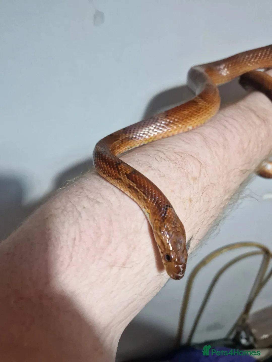 Corn Snake reptiles for sale: Corn snake for sale in Skelmersdale - Advert 6