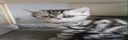 British Shorthair cats for sale: Bsh.Silver Classic  Tabby. GCCF. - Advert 2
