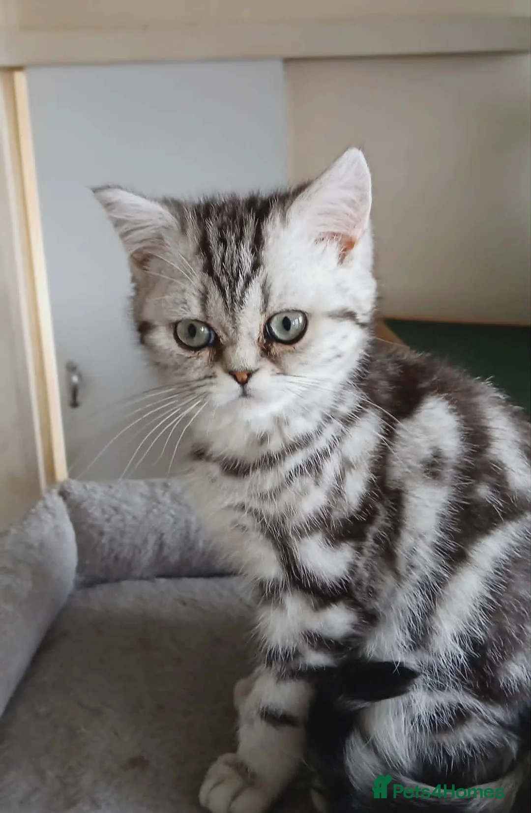 British Shorthair cats for sale: Bsh.Silver Classic  Tabby. GCCF. - Advert 2