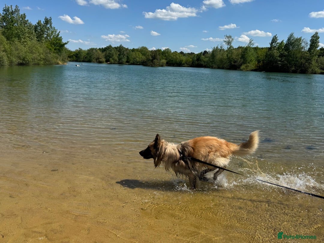 Mixed Breed dogs for sale: Beautiful Inca & handsome Nanuq  - Image 4