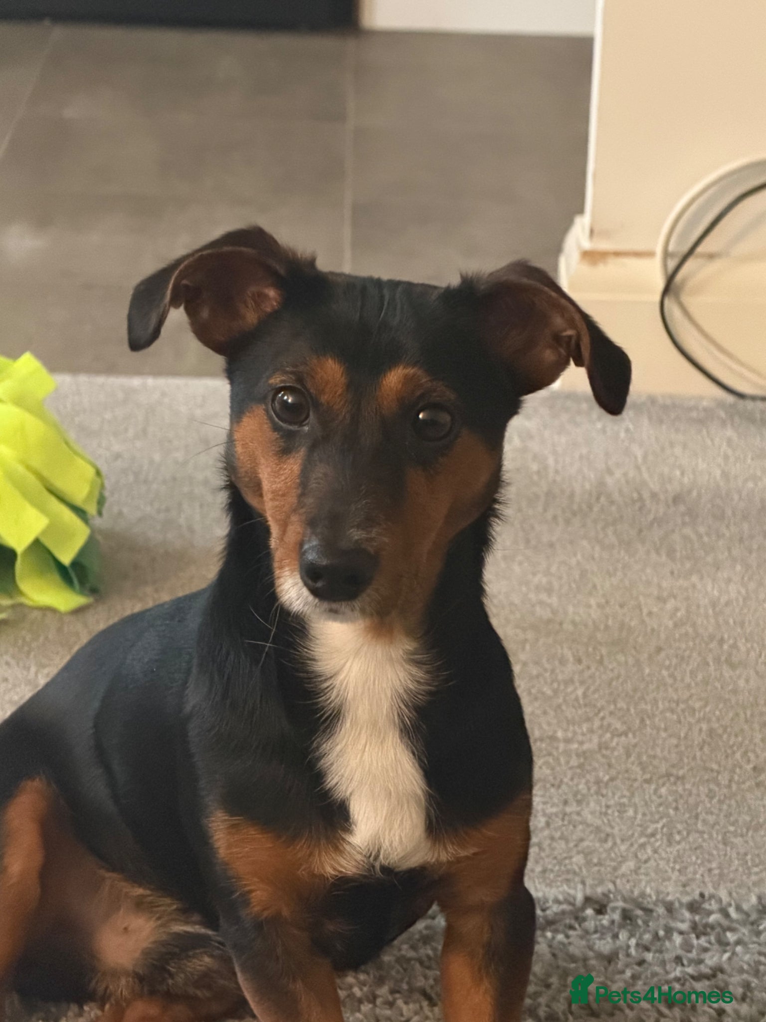 Jackshund dogs Cooper (jackshund) Jack Russell x dachshund  - Advert 1