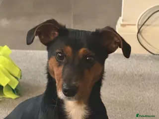 Jackshund dogs Cooper (jackshund) Jack Russell x dachshund - Advert 8