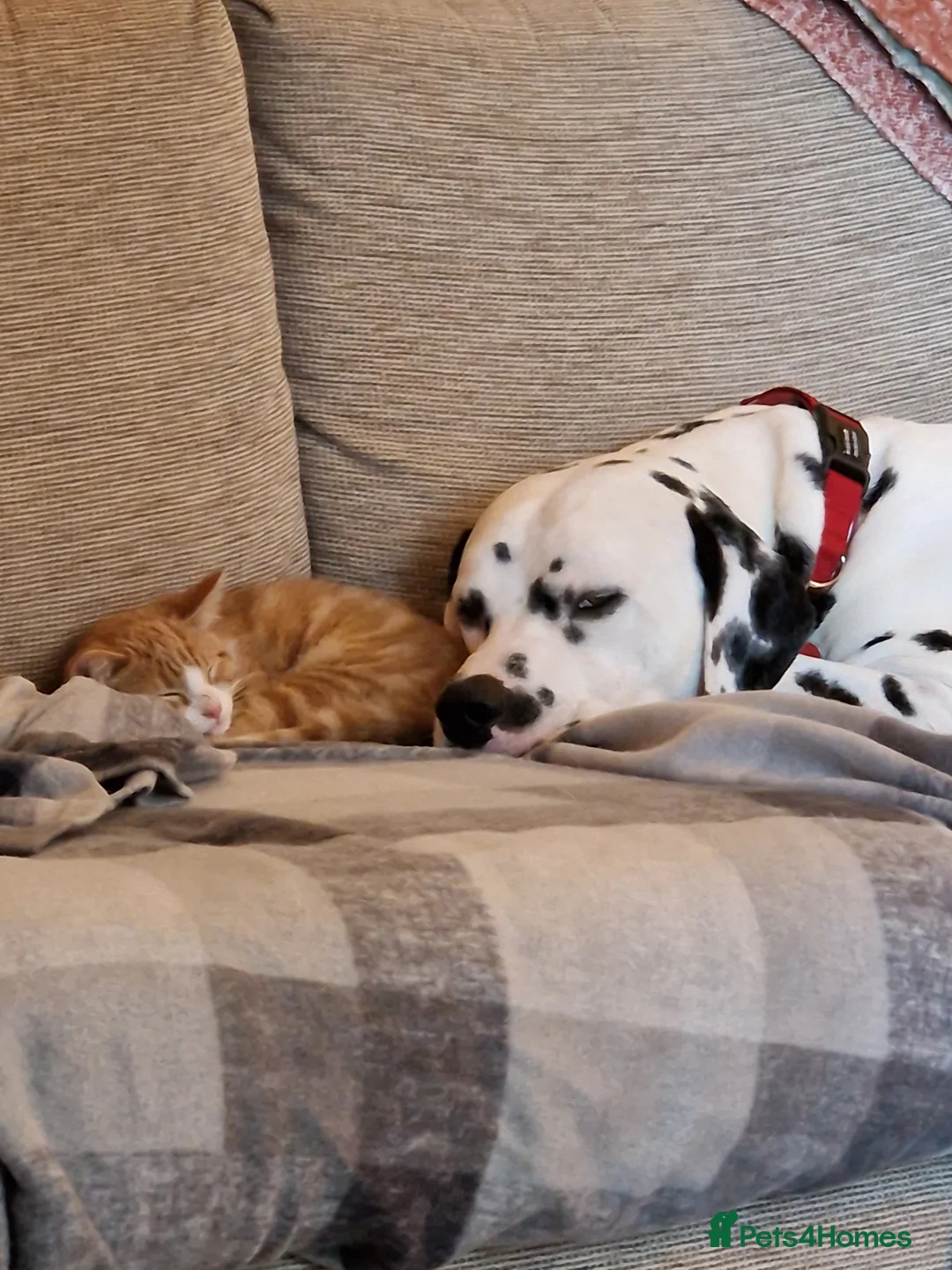 Dalmatian dogs for stud: ❤️Exceptional Proven Dalmatian Stud❤️ - Advert 9