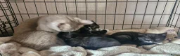British Shorthair cats for sale: 3 beautiful kittens all black and white in colour - Advert 13