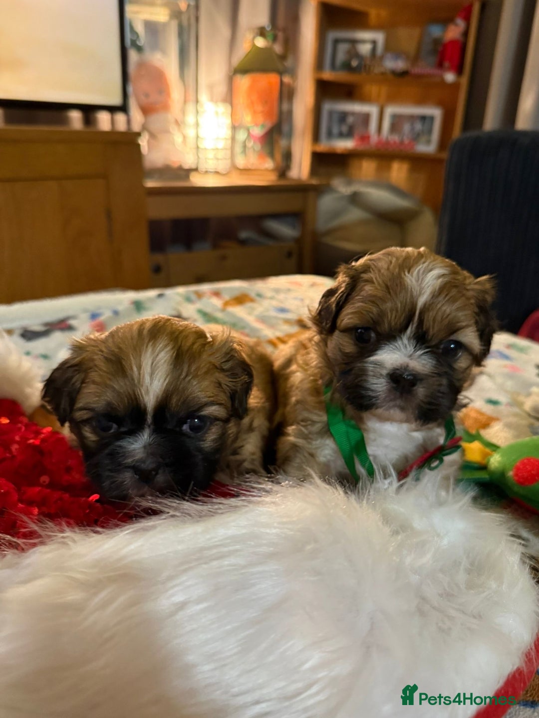 Shih Tzu dogs for sale: Adorable puppies  - Advert 19