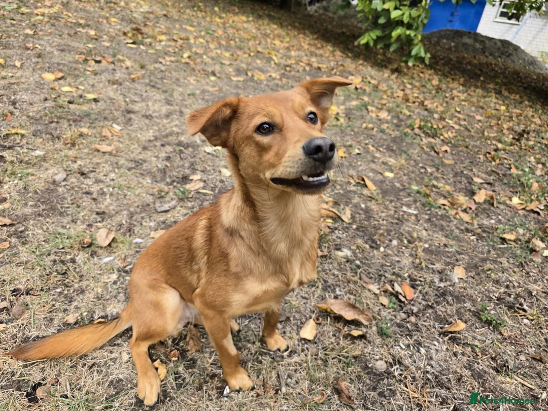 Mixed Breed dogs for adoption: 💙ARNY💙 -9 months beautiful boy needs home ASAP - Advert 8