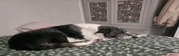 Border Collie dogs for sale: Male Border Collie in Neath - Advert 3