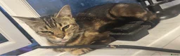 Bengal cats for sale: Two bengal beauties - Advert 2