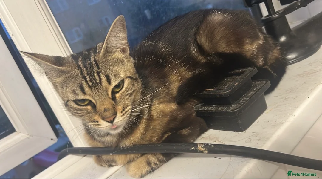 Bengal cats for sale: Two bengal beauties - Advert 2
