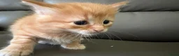Bengal cats for sale: Bengal Cross - 2 ginger - One Black - One Grey  - Advert 23
