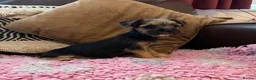 Mixed Breed dogs for sale: Beautiful border cross female puppy  - Advert 3