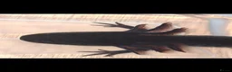 Axolotl reptiles for sale: Axolotls for sale COLLECTION ONLY in Salford - Advert 2
