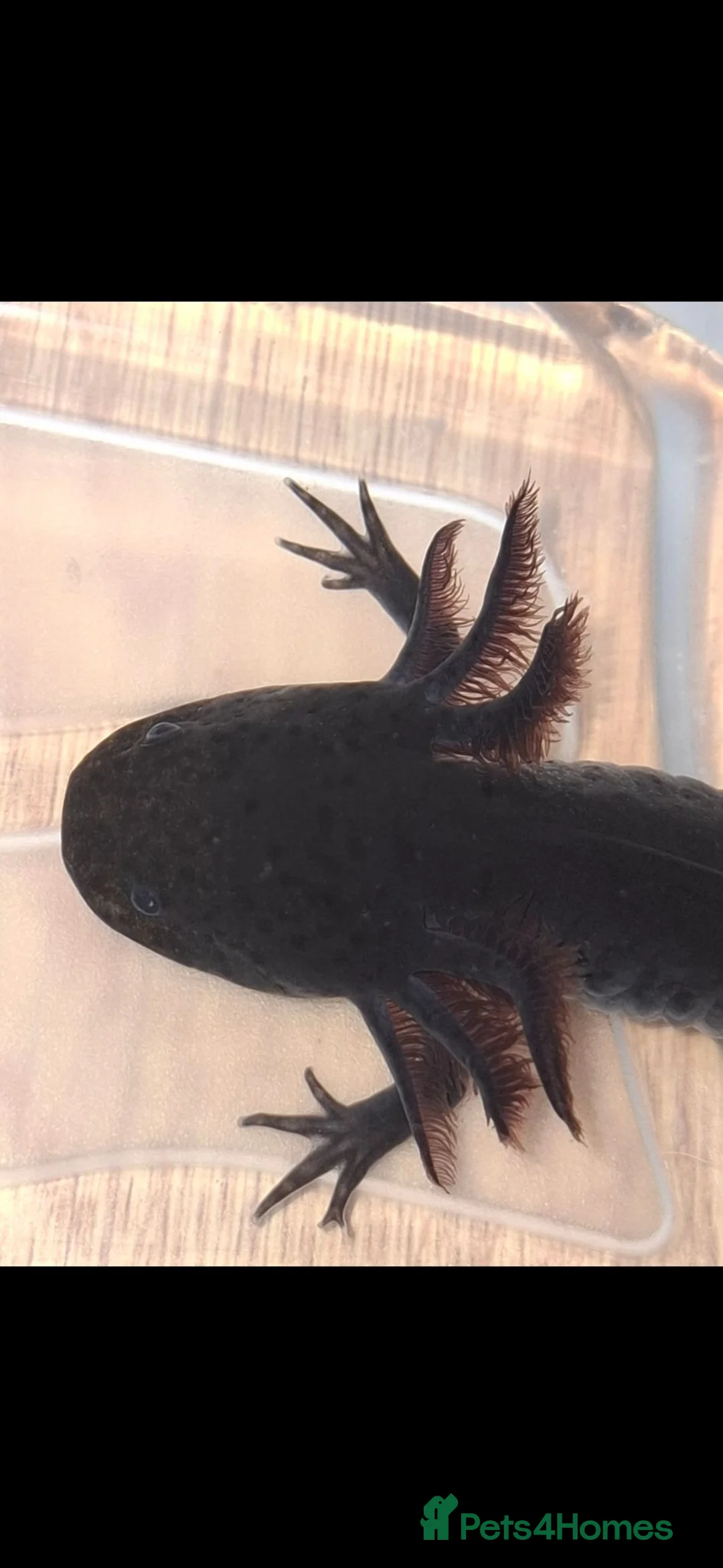 Axolotl reptiles for sale: Axolotls for sale COLLECTION ONLY in Salford - Advert 2