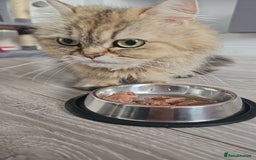 Persian cats for sale: Persian kittens for sale - Image 16