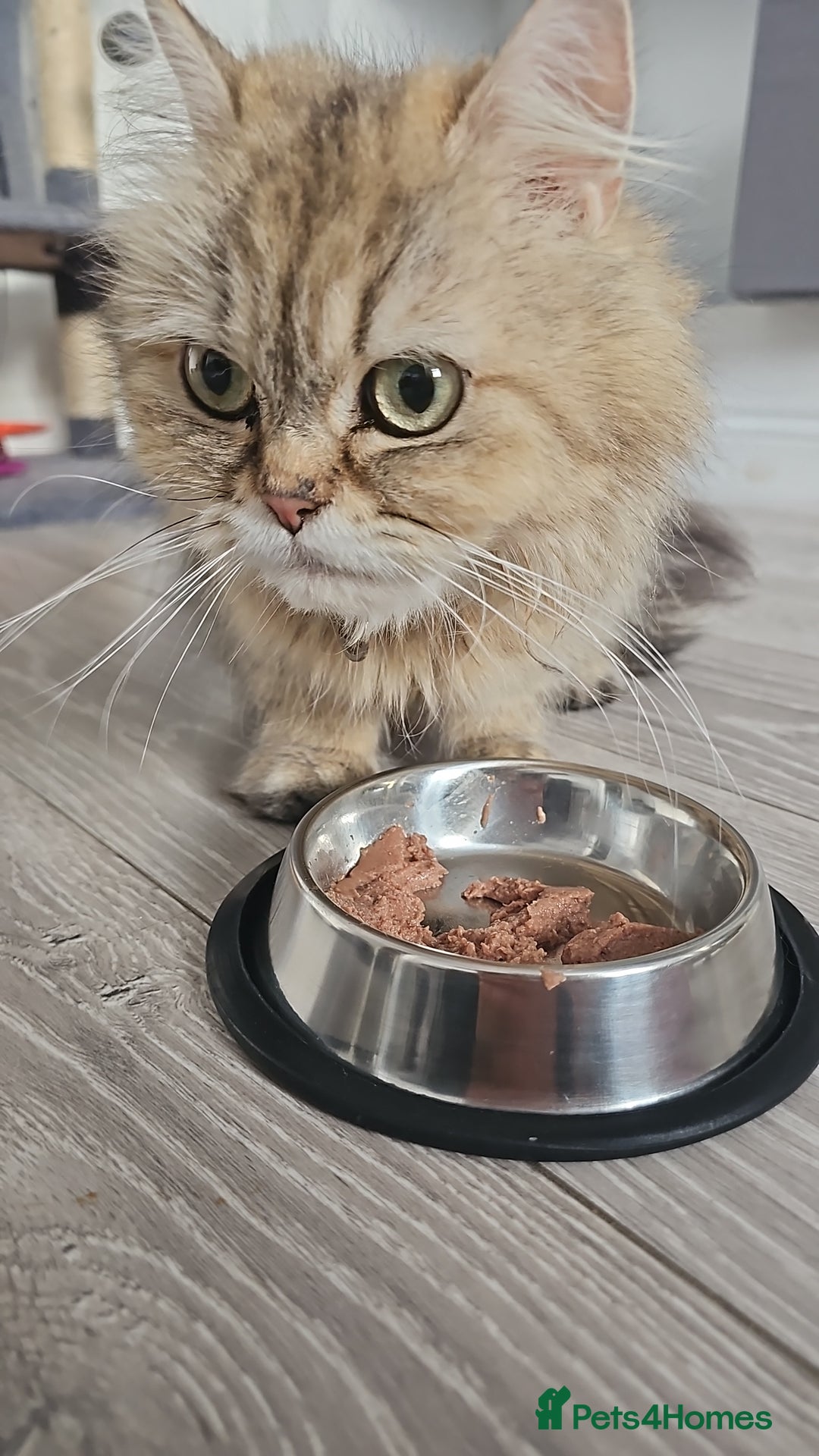 Persian cats for sale: Persian kittens for sale - Image 16