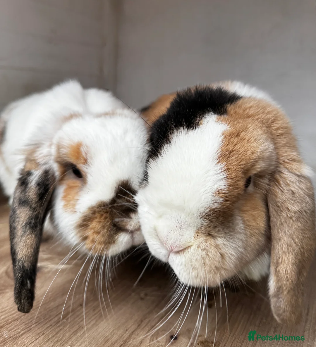 Mini Lop rabbits for sale: 🌾 Bonded Mini Lop Rabbit/Bunny Pair 🌾 - Advert 1