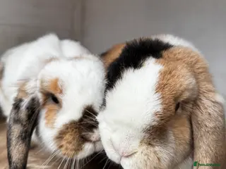 Mini Lop rabbits 🌾 Bonded Mini Lop Rabbit/Bunny Pair 🌾 - Advert 1