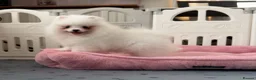 Pomeranian dogs for sale: Tiny White snow Pomeranian Puppies  - Advert 28