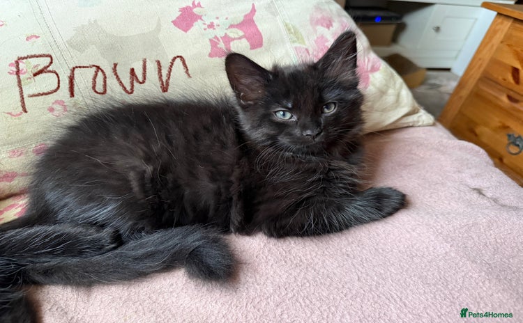 Maine Coon cats - Advert 6
