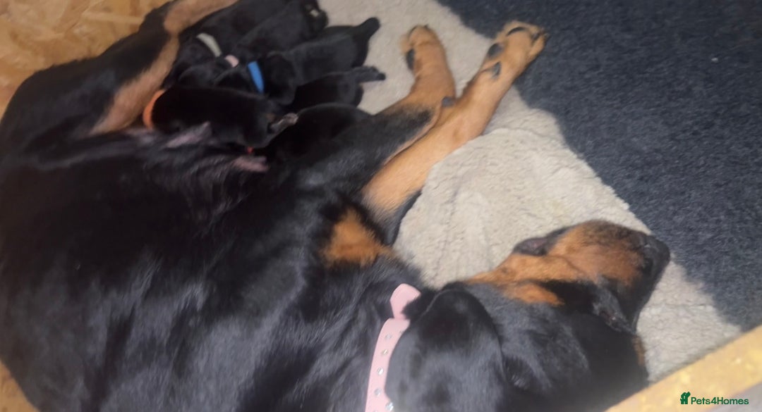Rottweiler dogs for sale: 9 beautiful Rottweiler puppies for sale  - Advert 12