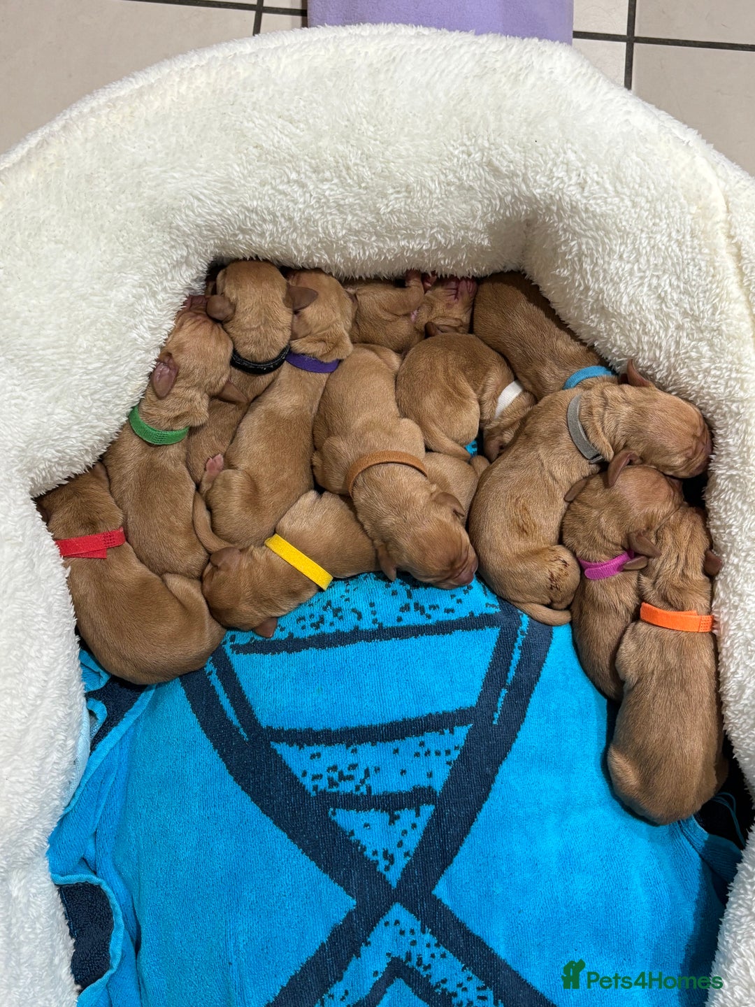 Hungarian Vizsla dogs for sale: Litter expected - Advert 5