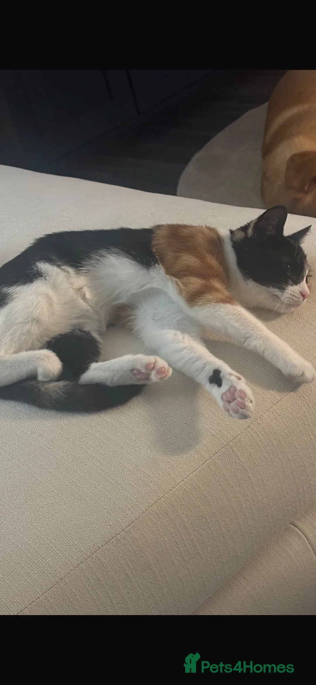 Mixed Breed cats for sale: 5 months old kitten  in Shrewsbury - Advert 2