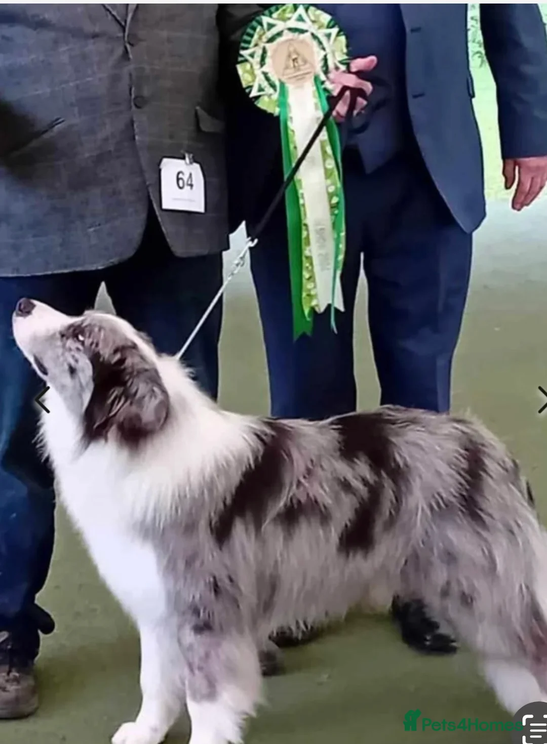 Border Collie dogs for sale: Exceptional KC Reg Border collie pups - Advert 8