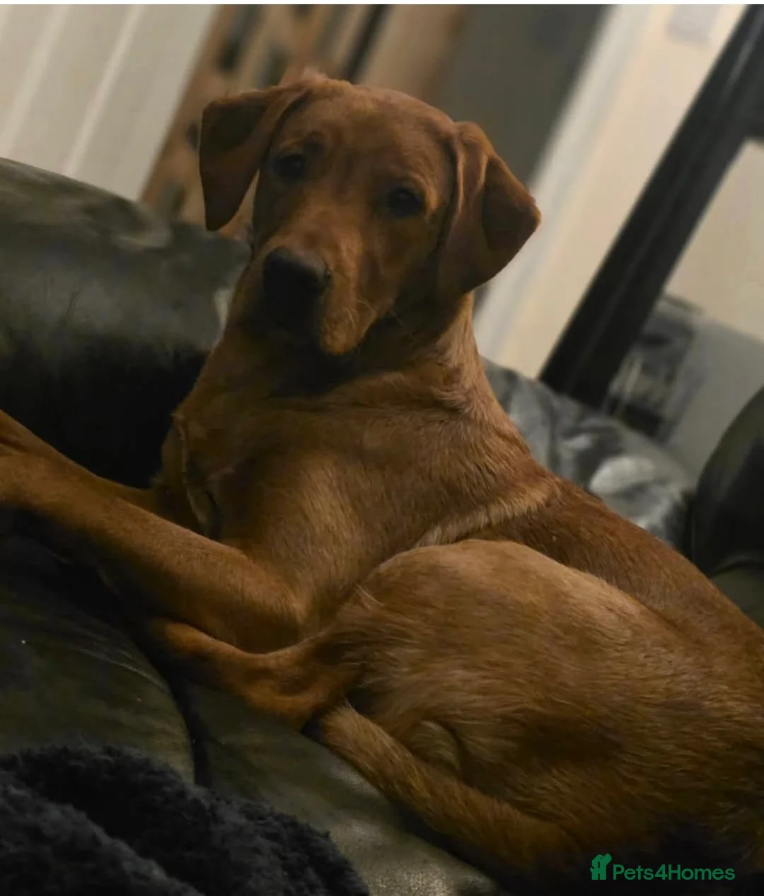 Labrador Retriever dogs for sale: Available for adoption  - Advert 1