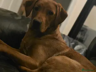 Labrador Retriever dogs Available for adoption - Advert 1