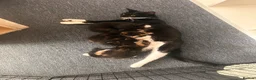 Mixed Breed cats for sale: Beautiful kittens for sale. - Advert 2