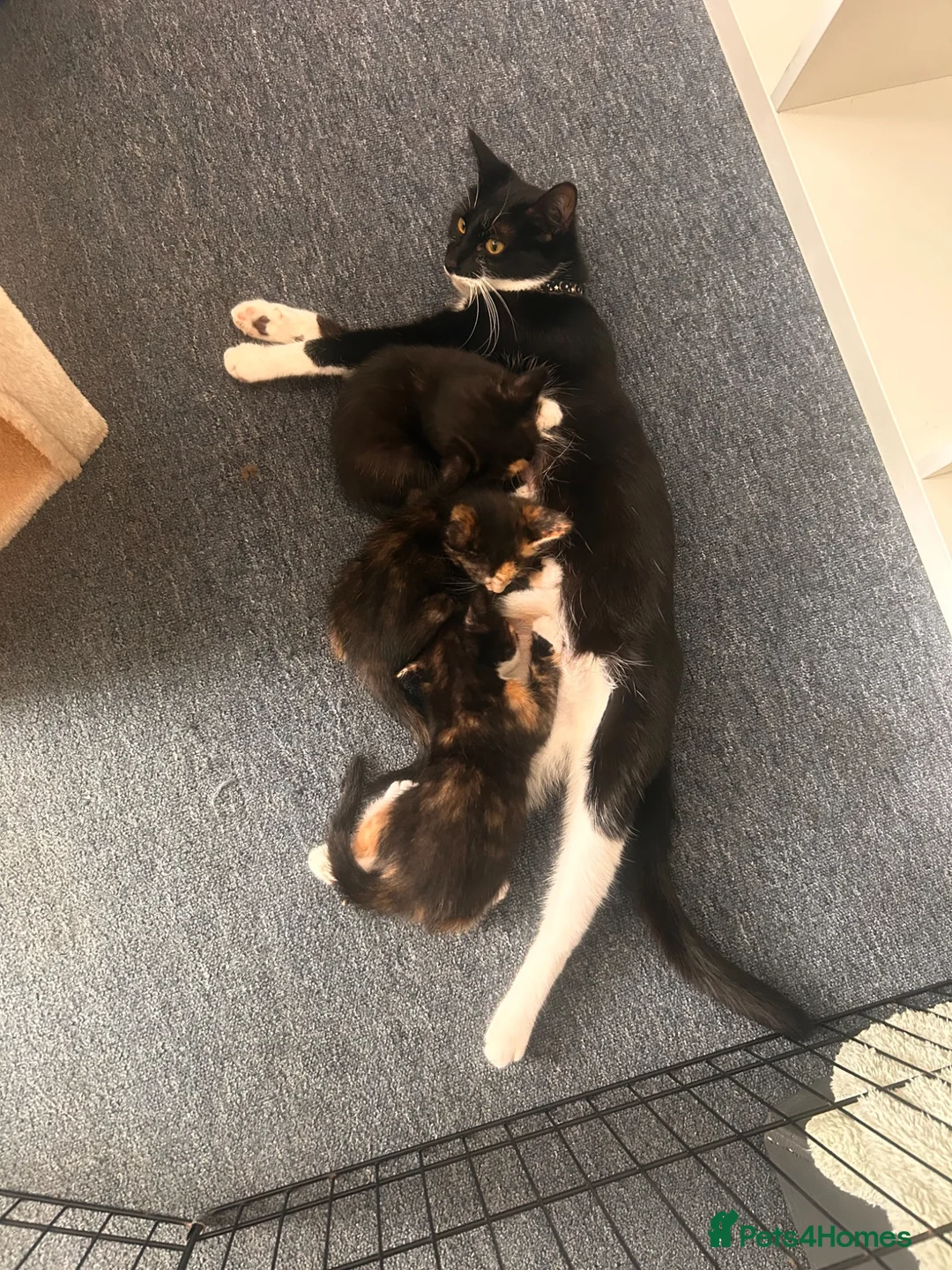 Mixed Breed cats for sale: Beautiful kittens for sale. - Advert 2