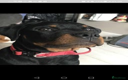 Rottweiler dogs for sale: 8 month old rottweiler for sale - Image 5