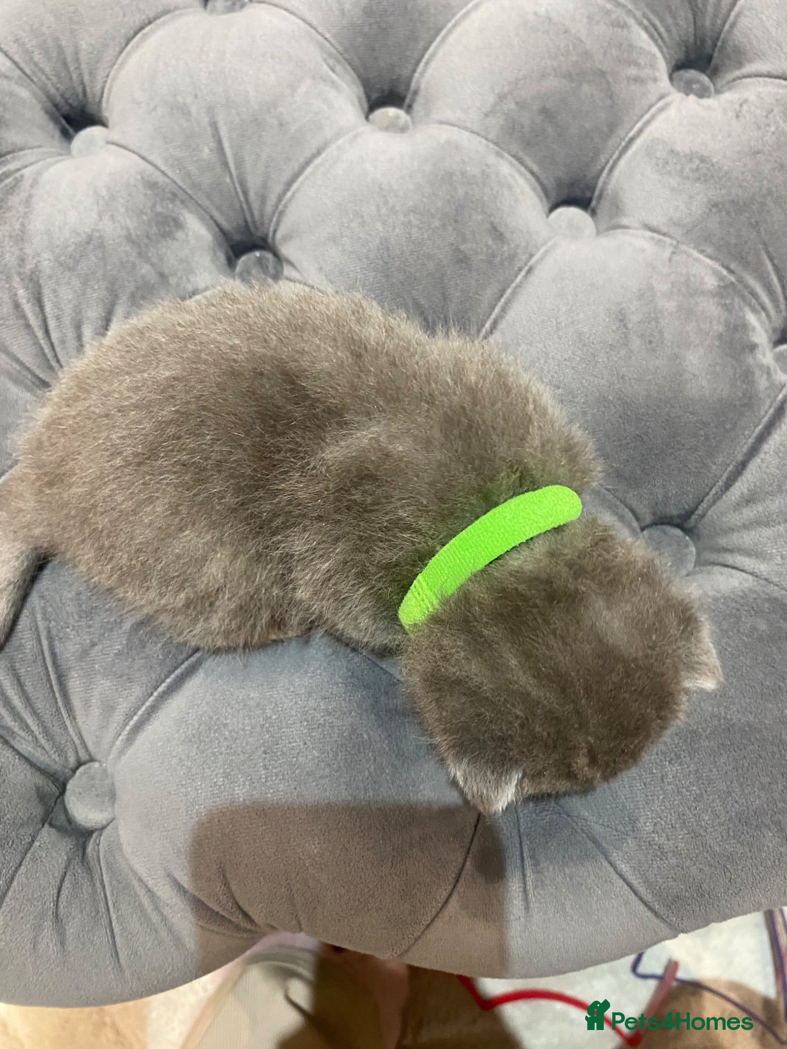 British Shorthair cats for sale: Beautiful British Blues  - Advert 9