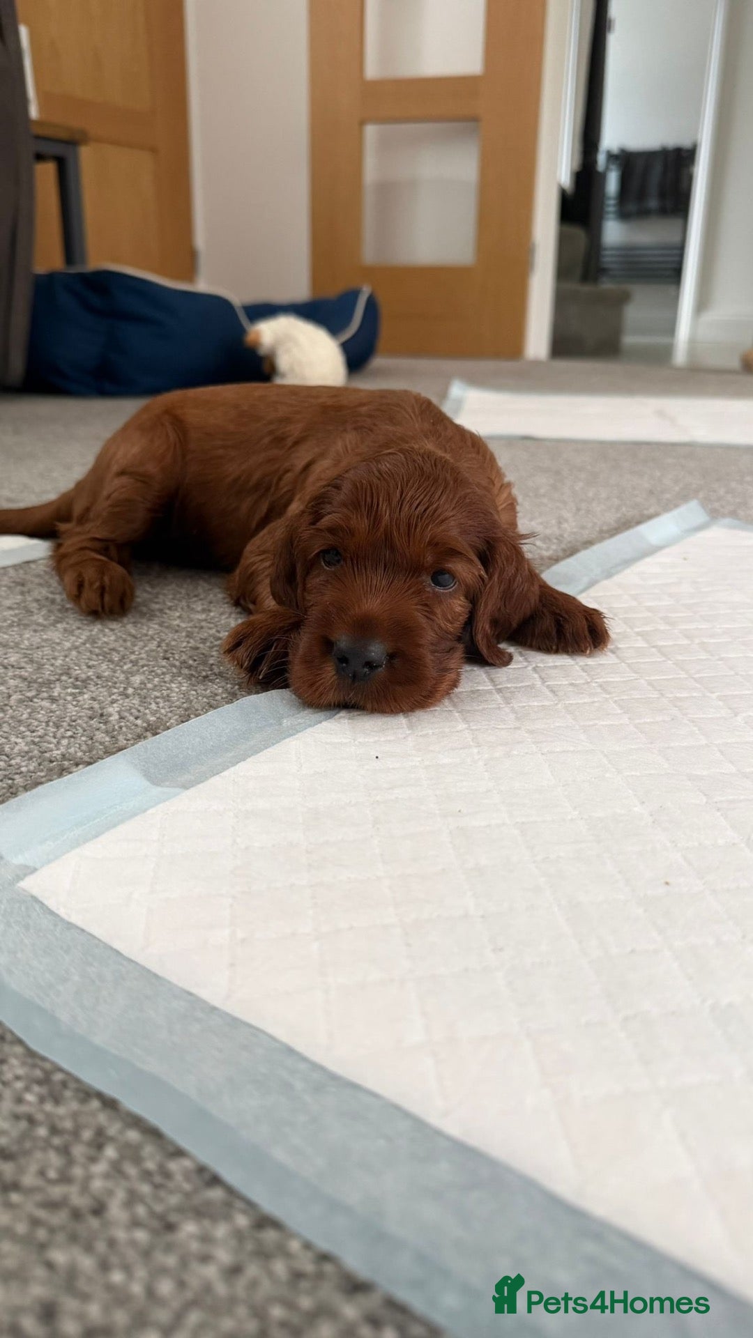 Irish Setter dogs KC registered Irish Setter puppies Bexhill-on-Sea - Advert 2