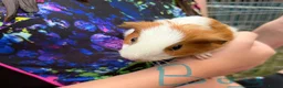 Guinea Pig rodents for sale: Beautiful guinea pigs for sale - Advert 6