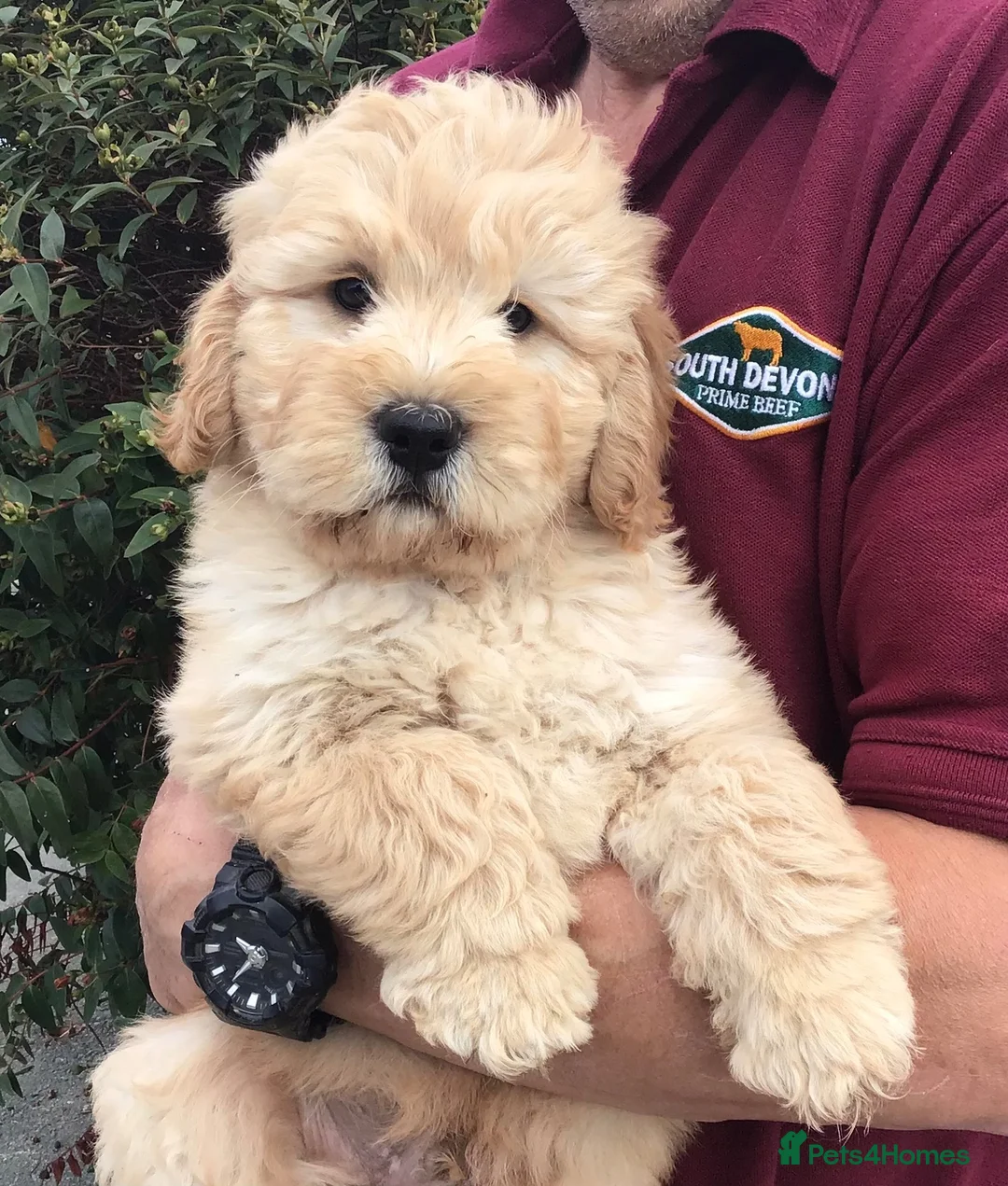 Newfypoo dogs for sale: Rare Newfypoo Puppies.  Stunning colors - Advert 1