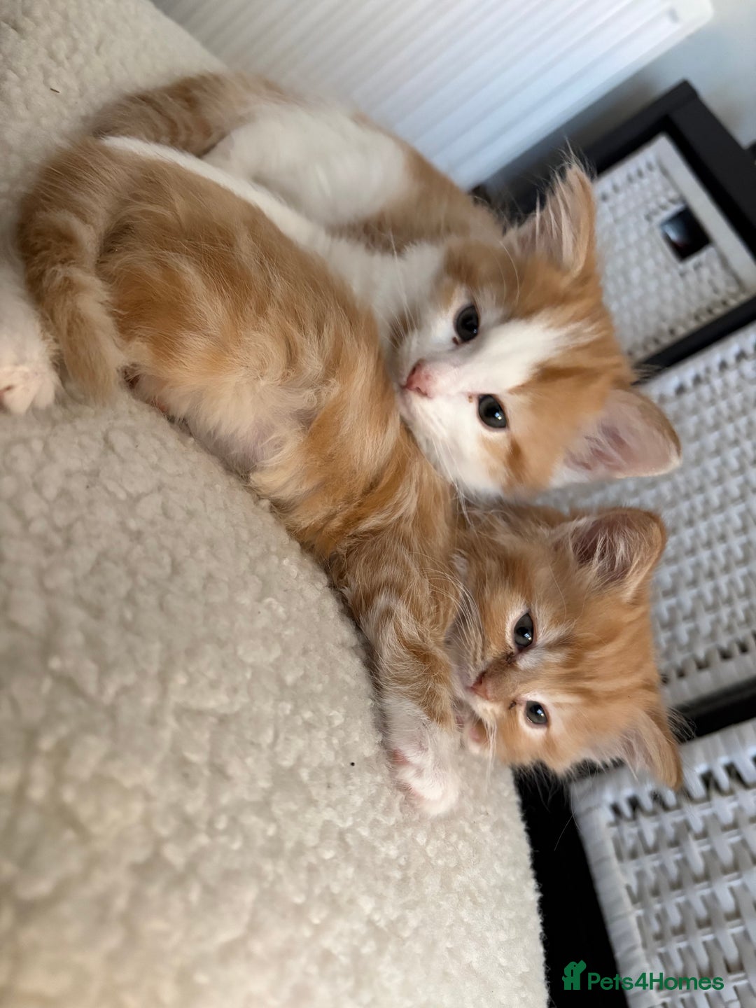 Mixed Breed cats for sale: Jude the Dude and Princess Peaches - Advert 6