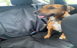 Mixed Breed dogs for sale: Koboar - 5 year old family dog - Image 2