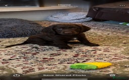 Cocker Spaniel dogs for sale: Beautiful Chocolate Working Cockers - Last 2 boys - Advert 10