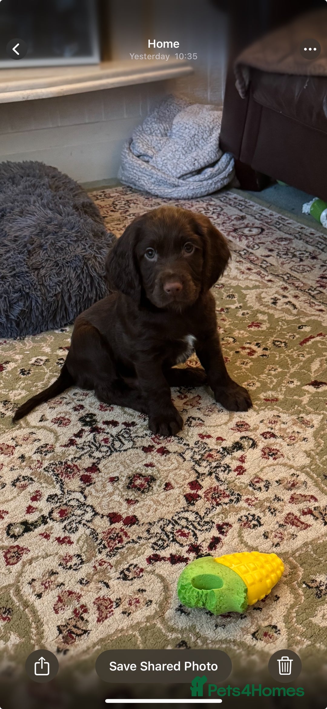 Cocker Spaniel dogs for sale: Beautiful Chocolate Working Cockers - Last 2 boys - Advert 10