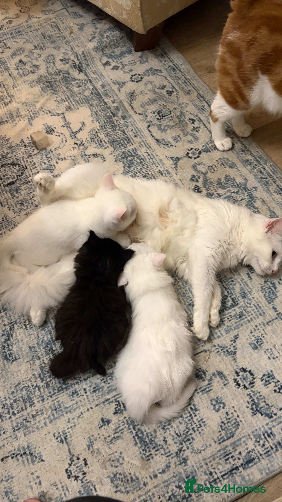 Turkish Angora cats Maine coon x Turkish angora kittens - Advert 1