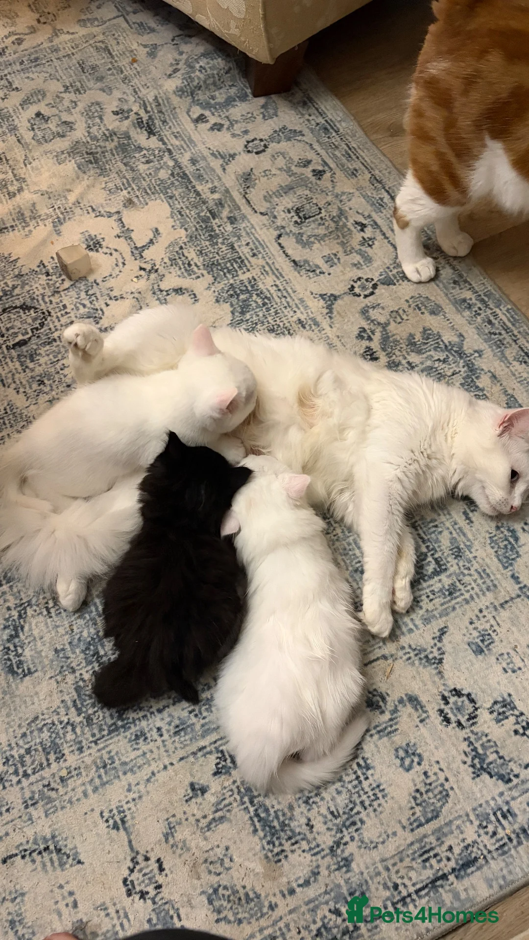 Turkish Angora cats for sale: Maine coon x Turkish angora kittens - Advert 1