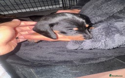 Dachshund dogs for sale: Ready to leave last 4 available  - Image 6