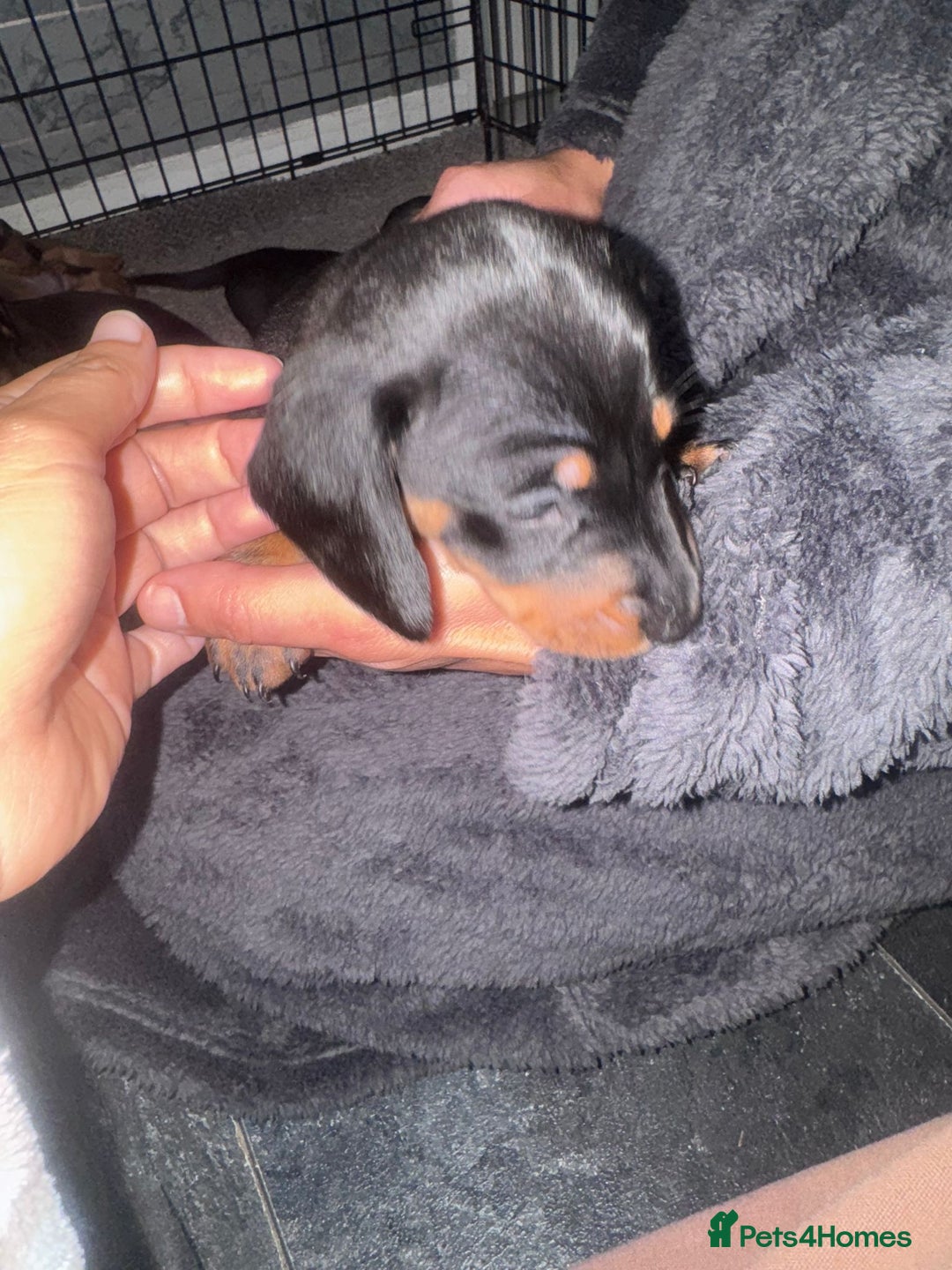 Dachshund dogs for sale: Ready to leave last 4 available  - Image 6